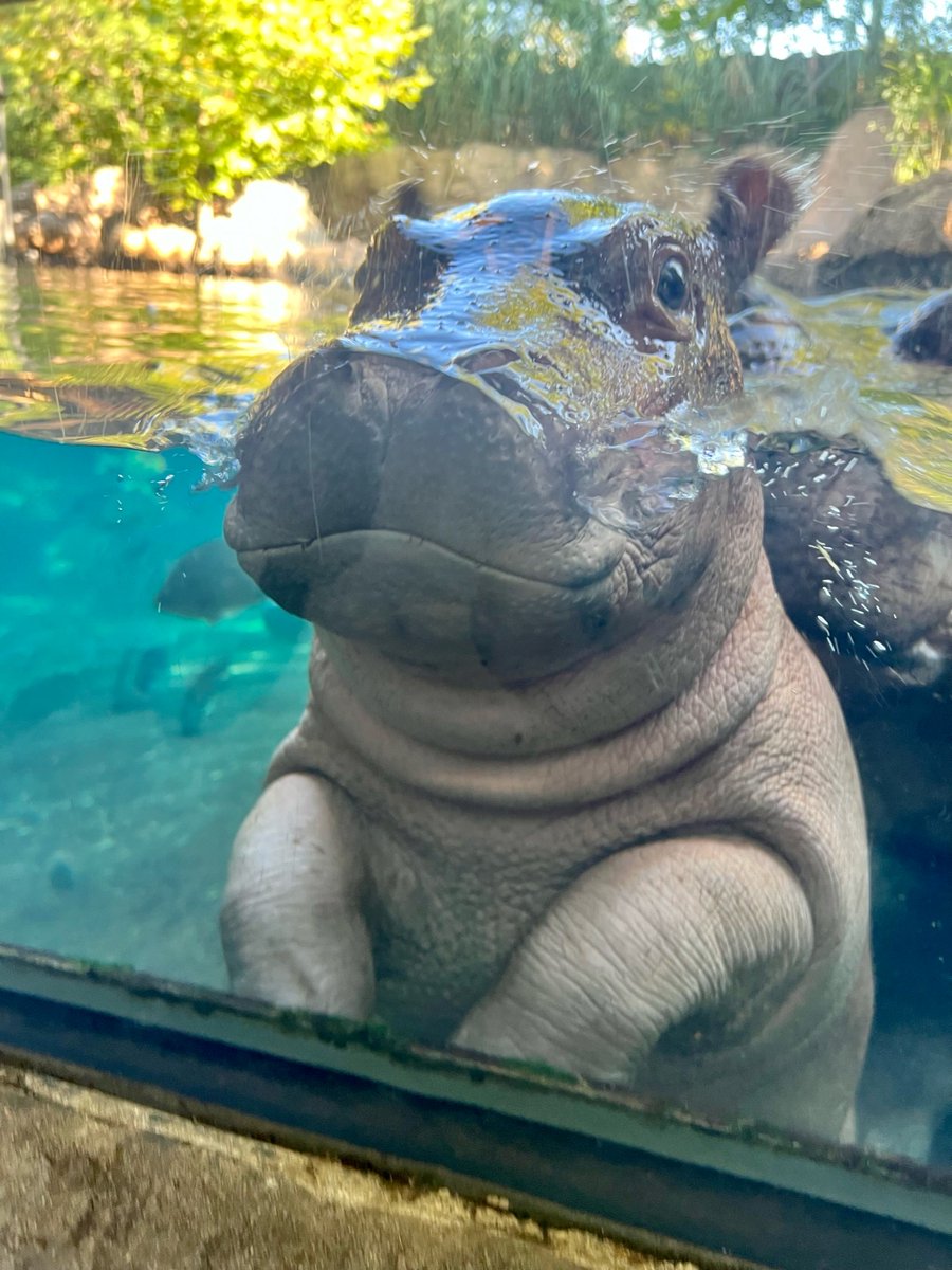 Fritz smoosh face! Fritz just weighed in at 144 pounds! They can gain 2-3 pounds per day!