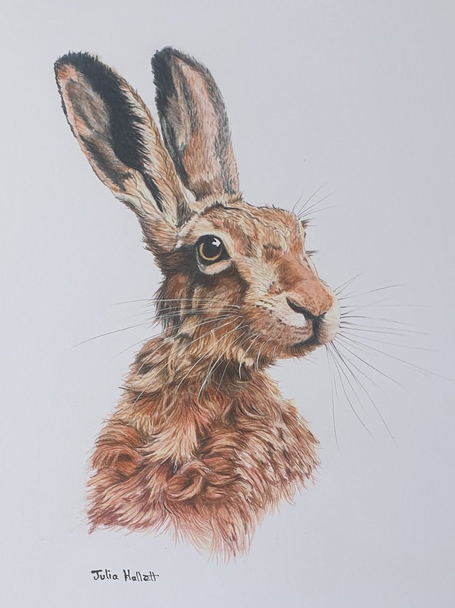 JuliaHallettArt's tweet photo. Day 9 #artchallenge thanks to @Strupps62
Young hare in #polychromas coloured pencils on Bristol board thanks to Sue Wood @SW_PhotoNature for reference photo https://t.co/iw8SnoFoY0