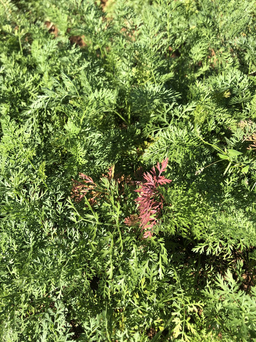 Week 8 of my internship <a href="/FeraScience/">Fera</a> involved fieldwork! Used a sweep net to collect insects and collected symptomatic carrot leaf samples to test in the lab.