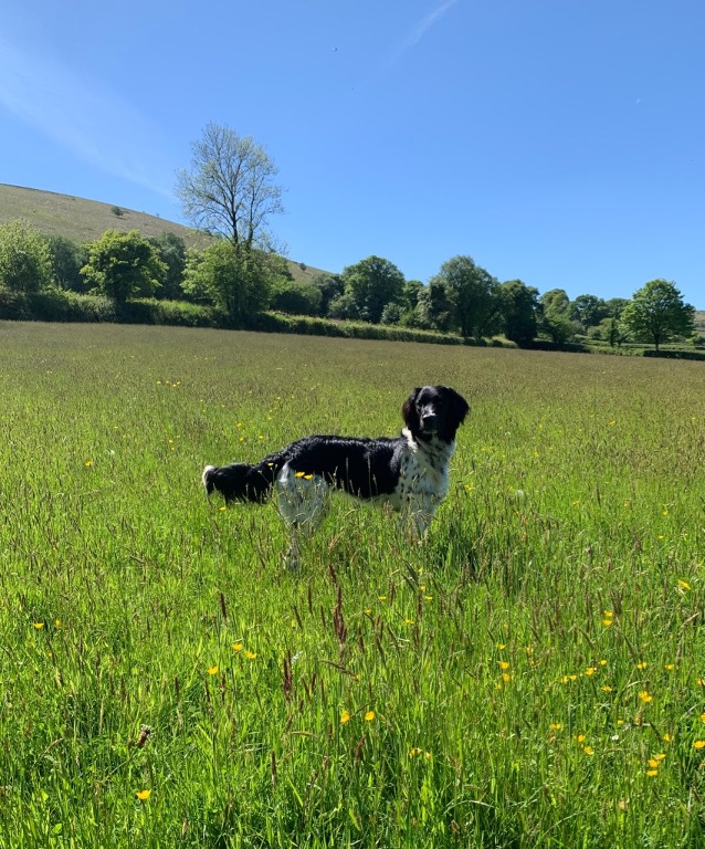 Any reason to get Dora into our feeds! Happy #InternationalDogDay 🐶 We'd love to see your four legged office friends 👇