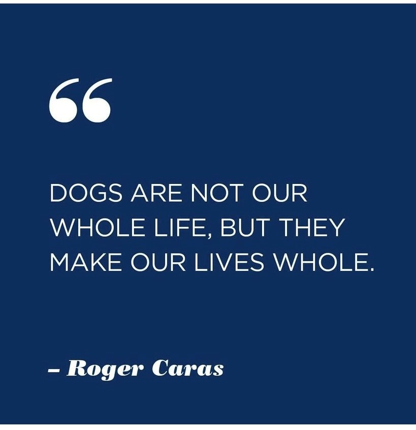 Today <a href="/horizonhotels/">HORIZON HOTELS LTD</a> celebrates #nationaldogday! Dogs are a great addition to our families and certainly deserve a day of their own to celebrate.  How are you celebrating your best friend today? #PetFriendly #doglover #petfriendlyhotels #furrybestfriend