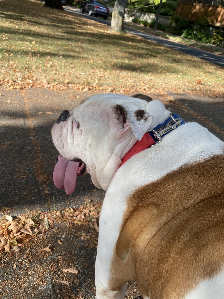 ajohnsocyber's tweet photo. I have been informed by my supervisors that it is National Dog Day. On this day, their number one piece of advice is - enable MFA for 100% of your users 100% of the time. In addition, they encrourage you to be on a path to passwordless. https://t.co/7UqeInUPyQ