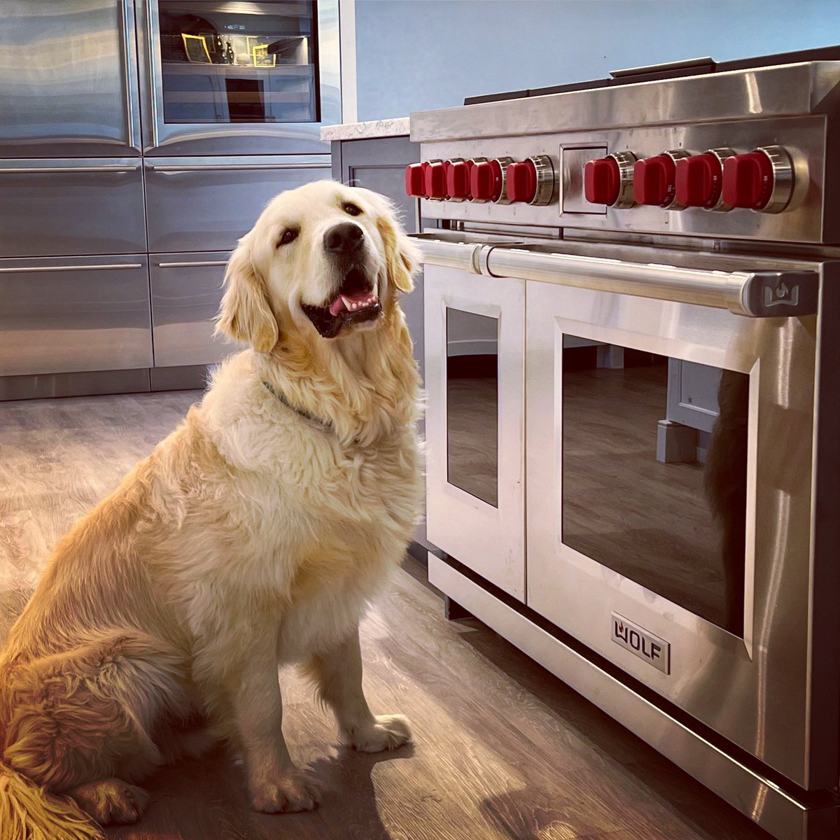 Happy National Dog Day!! Here’s our favorite pup, Lefty!! #capecoddogs #NationalDogDay