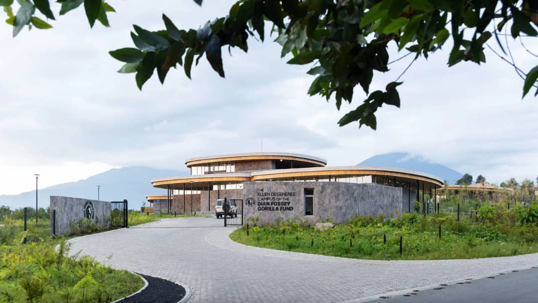 BusingyeJohns's tweet photo. At #KwitaIzina you will be a stone throw away from the Ellen DeGeneres Campus for the Diana Fossey Gorilla Fund, a conservation institution in its own class. Look up links...you will certainly put the campus on your bucket list. @TheEllenFund https://t.co/ruceAQ7PQ7
