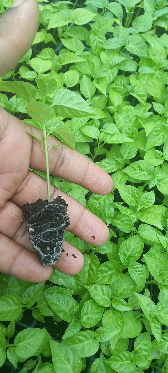 LSEP868's tweet photo. Farmers, please pay attention to management skills when you want to be profitable in agriculture.
Money management is important from seed to seedling to harvest. @ms_dlou @Mr_Nynytt https://t.co/bhjGmp776N