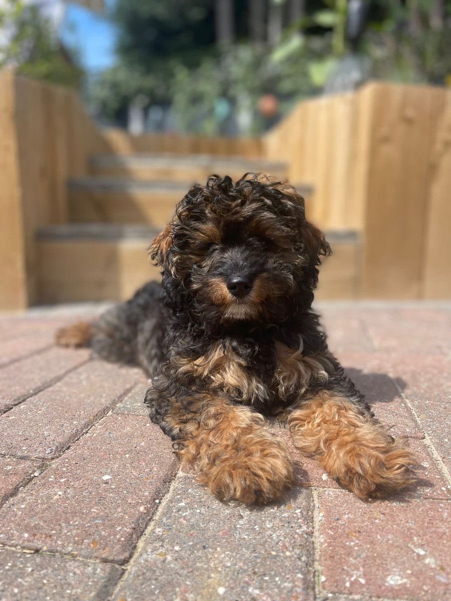 ianswatman's tweet photo. Apparently it’s #InternationalDogDay I’m 60 years old and now have my first dog! #ashbee well, he’s my daughters actually! X https://t.co/C1NRwcRhmF