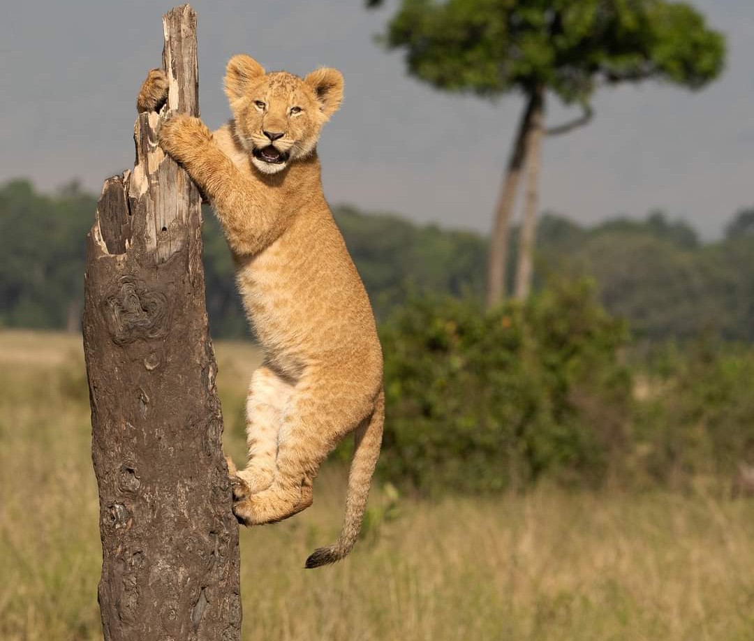 LIONLOVERS5's tweet photo. Still one of my favourite photos ❤️

So cute, this cutie is one of Rembo's cubs, Rembo is one of the Marsh Pride lionesses.
I will introduce more of the pride over the weekend.

#LoveLions 
📸 Teresa O Dwyer https://t.co/EATEHaMIL6