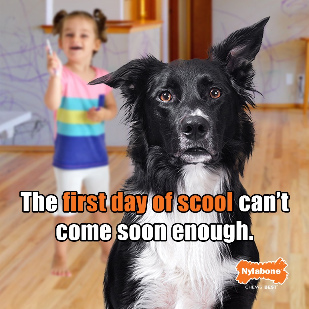 Are Nylabones Safe For Dogs To Eat