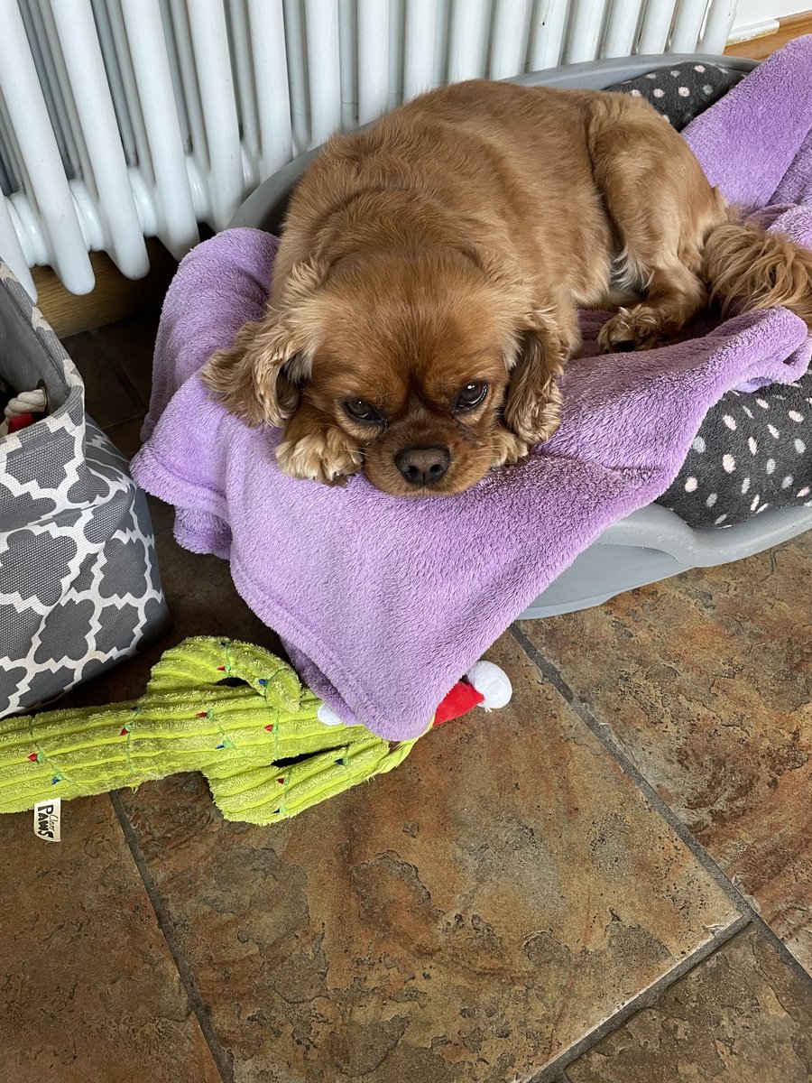 Having a rest before I party, bank holiday weekend, International dogs day and my birthday on Sunday - Ruby 🥳🥳🥳🥰🥰🥰