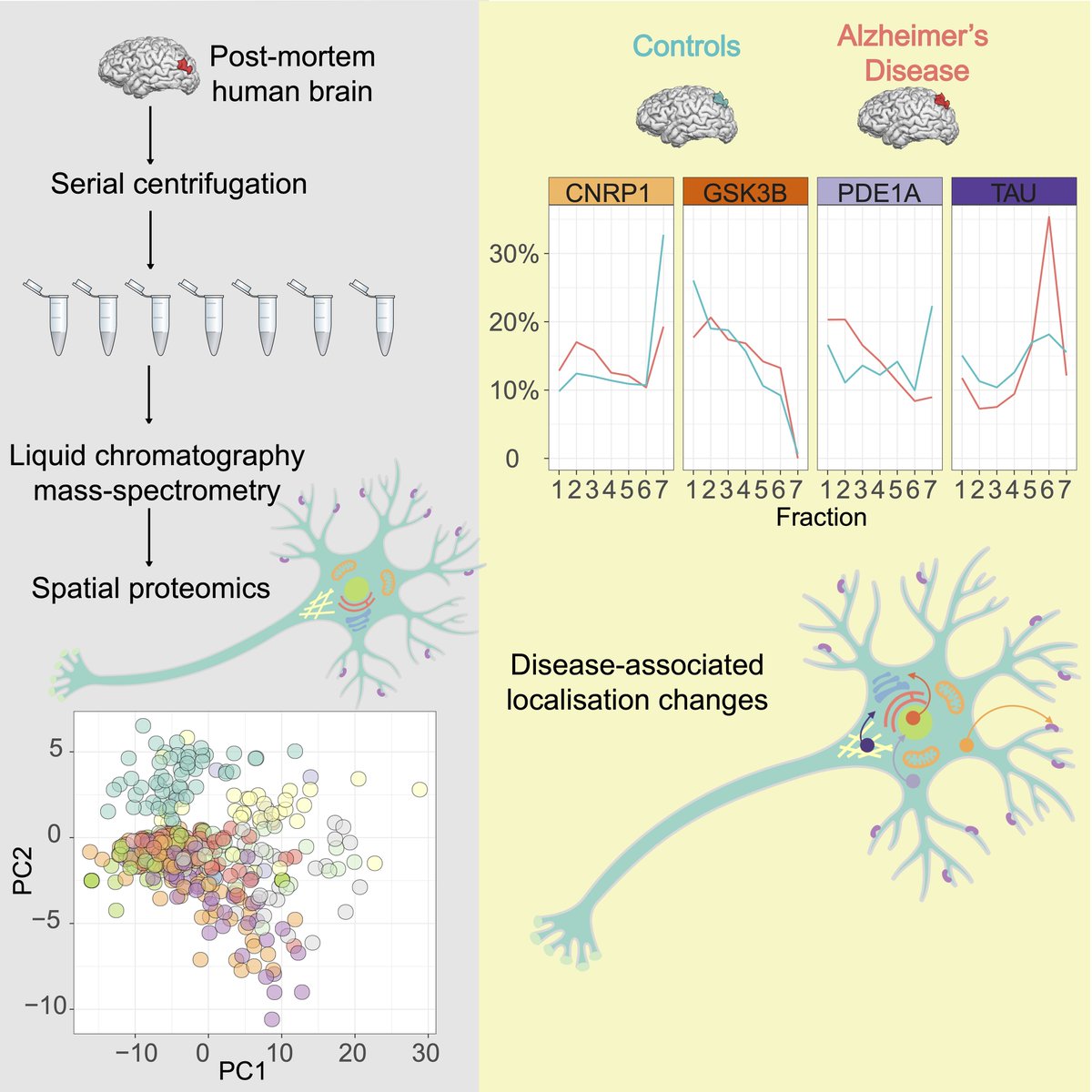 Kandigian et al. explore spatial proteomics via serial ultracentrifugation of frozen post-mortem brain tissue and subcellular fractionation. bit.ly/3TgIozR <a href="/ACTRU_MGH/">Alzheimer's Clinical & Translational Research Unit</a> <a href="/OxfordPDCentre/">OPDC (Parkinson's Research)</a> <a href="/ADRCMass/">Mass. Alzheimer's Disease Research Center</a> <a href="/KavliOxford/">Kavli Institute for Nanoscience Discovery, Oxford</a>