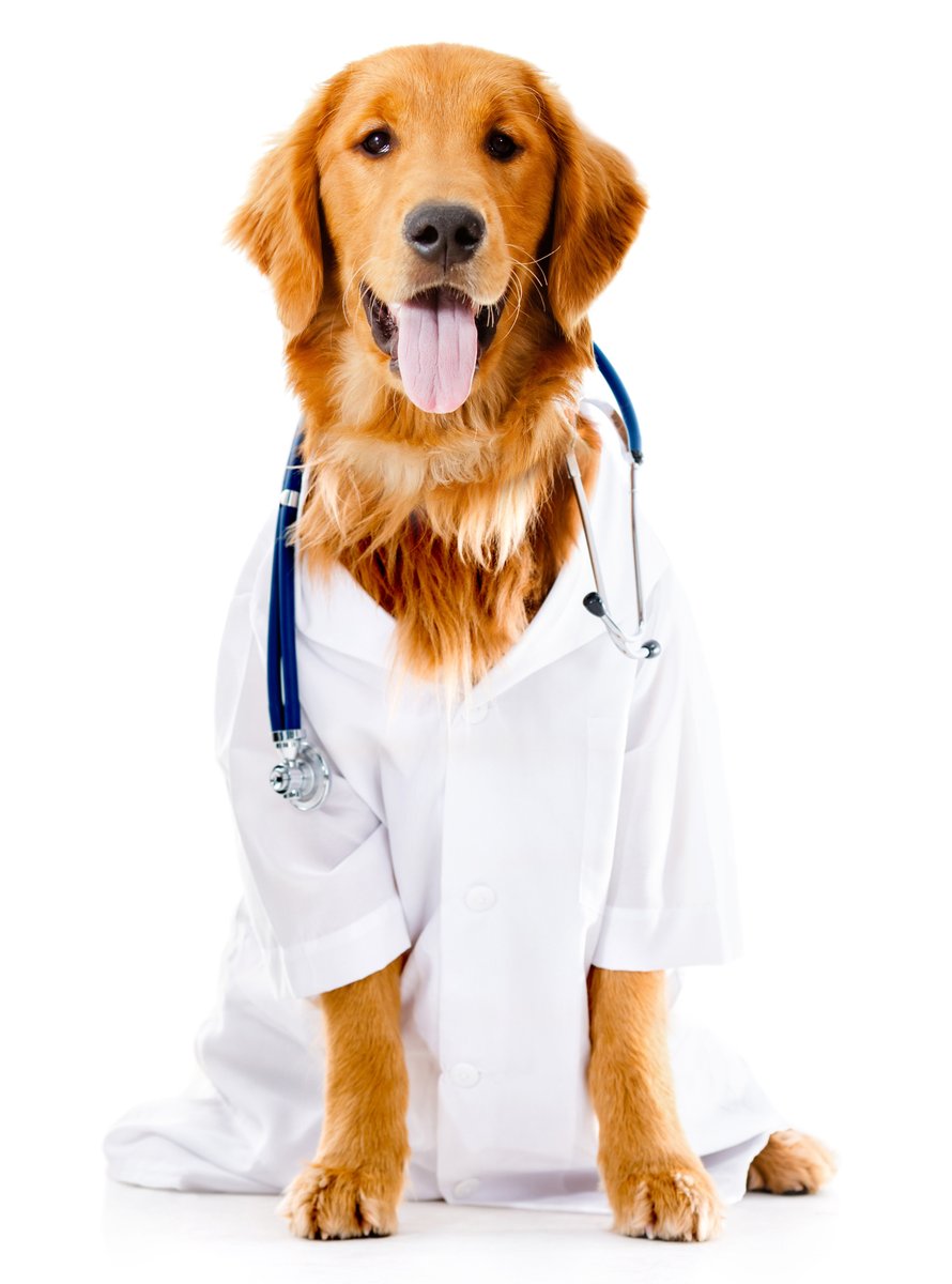 aafp's tweet photo. Today is #NationalDogDay! Be sure to hug your fur babies tight today (and maybe spoil them with a few extra treats). 🐶 https://t.co/P5MunCv3pm