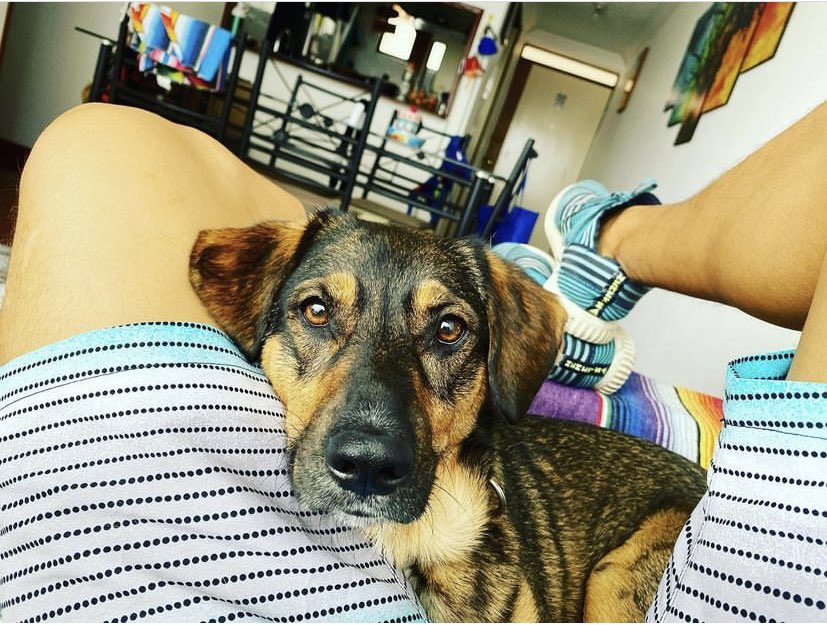 DoctorChami's tweet photo. 26 de agosto! día internacional del perro 😊 #Perro #Chien #Qen #Hund #Kalb #Skylos #Sobaka #Anjing #Can #Dog … “Gracias por llenar mi mundo de felicidad con la transparencia de tu alma”… Haru 🐾✨ https://t.co/GuwymSfIMK