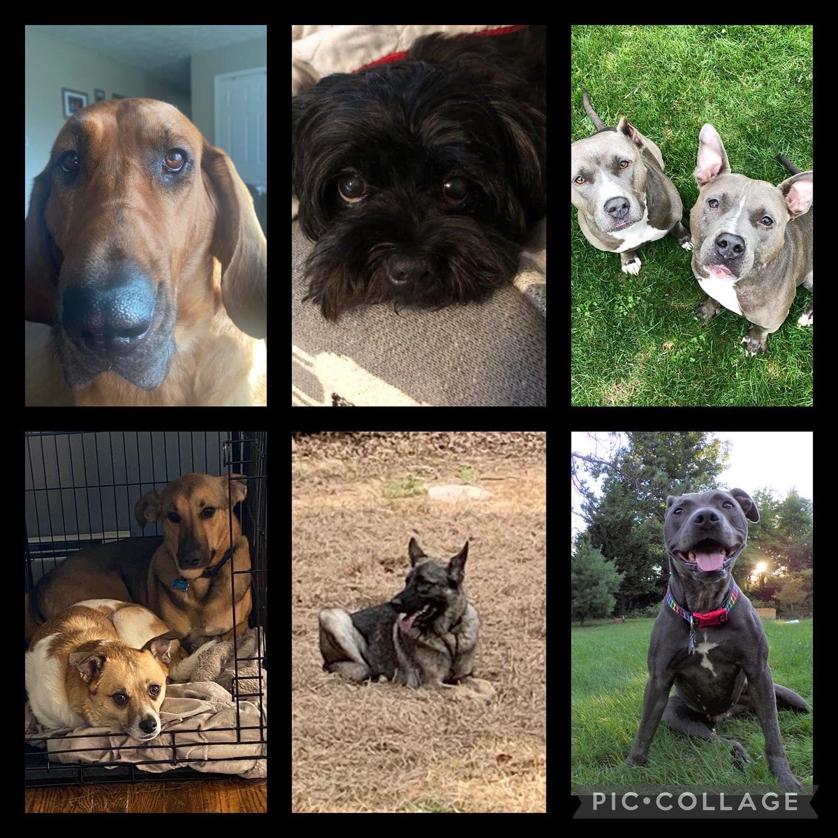 FSUBobcatPride's tweet photo. Happy National Dog Day to some of our biggest furry supporters!! 

Can you guess which coach or administrator these furry faces belong too? 🐾❤️

#bobcatpride #nationdogday #havingfun #jointhepride https://t.co/PnR6GRKBtI