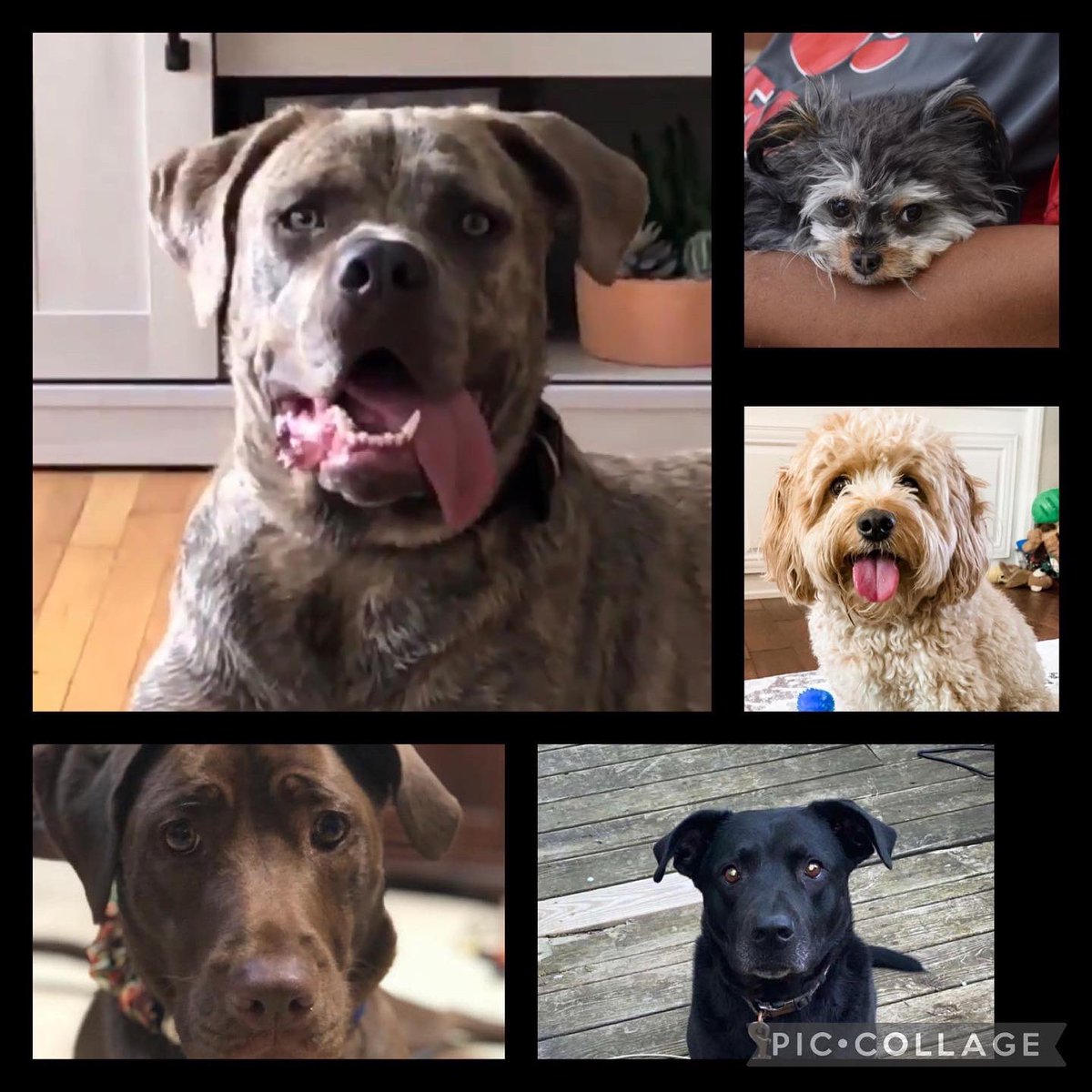 FSUBobcatPride's tweet photo. Happy National Dog Day to some of our biggest furry supporters!! 

Can you guess which coach or administrator these furry faces belong too? 🐾❤️

#bobcatpride #nationdogday #havingfun #jointhepride https://t.co/PnR6GRKBtI