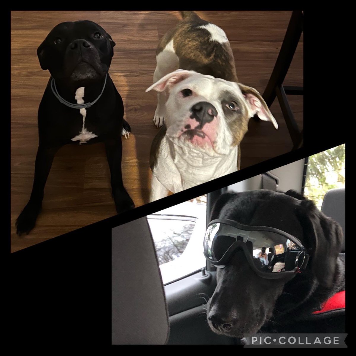 FSUBobcatPride's tweet photo. Happy National Dog Day to some of our biggest furry supporters!! 

Can you guess which coach or administrator these furry faces belong too? 🐾❤️

#bobcatpride #nationdogday #havingfun #jointhepride https://t.co/PnR6GRKBtI