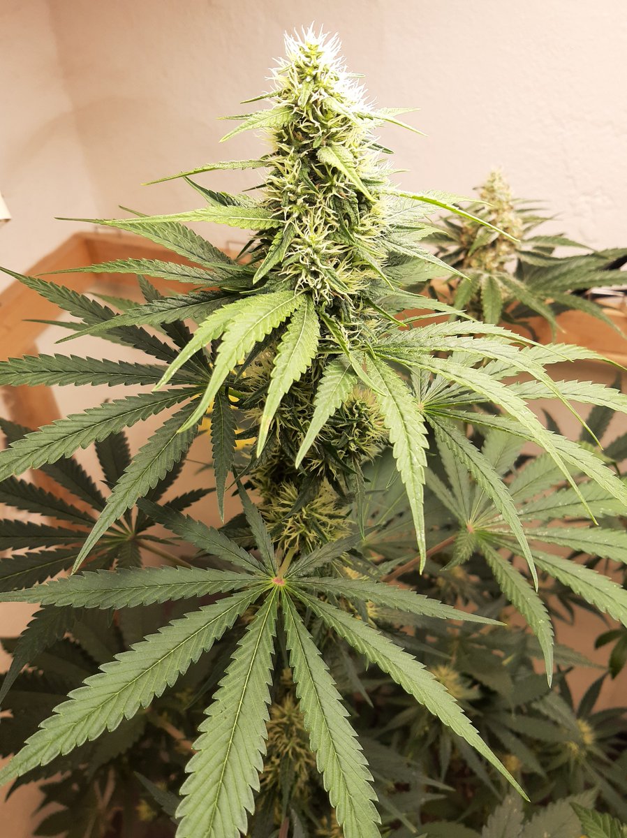 pr0ph3t0f's tweet photo. This is my submission for the GrowDots Challenge 

I've only used GrowDots and Recharge on this NL2 x TKNL5H x Chocolate Thai and she is lookin lovely! 

#growdots #realgrowers #RealGrowersChallenge #recharge https://t.co/j22oplEuOJ