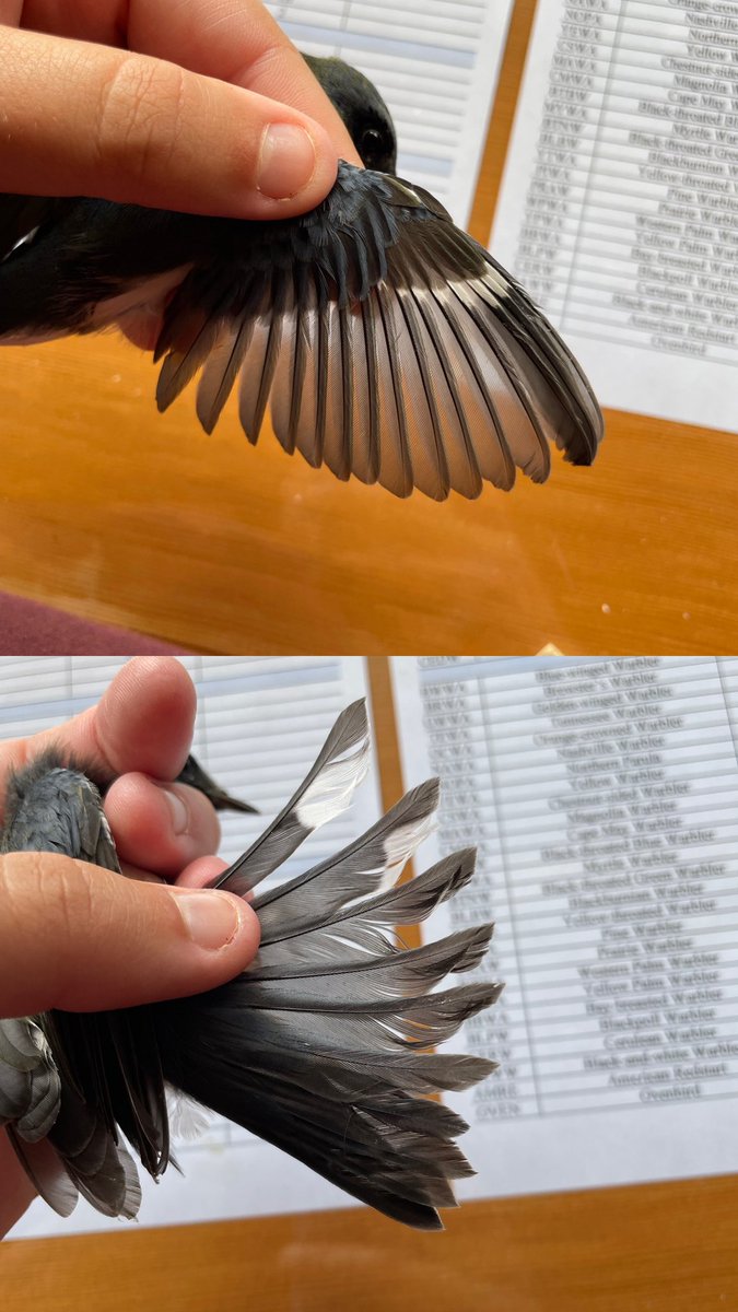In honour of missing banding because I just got my wisdom teeth removed… Quiz time! Can anyone guess the age and sex of this Black-throated Blue Warbler that we caught the other day at the station?

#ornithology #birdbanding