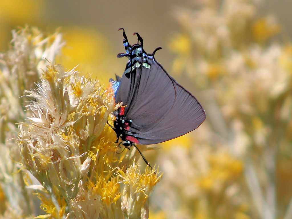 Optics4Birding's tweet photo. Great Purple Hairstreak
This butterfly is just awash in color, being iridescent deep purple or dark blue on the upper wing surfaces, and matte purplish-gray with red, white, pale green and metallic sky blue accents on the under wing surfaces. #Butterflies #Optics4Birding https://t.co/c9ID0DOEup