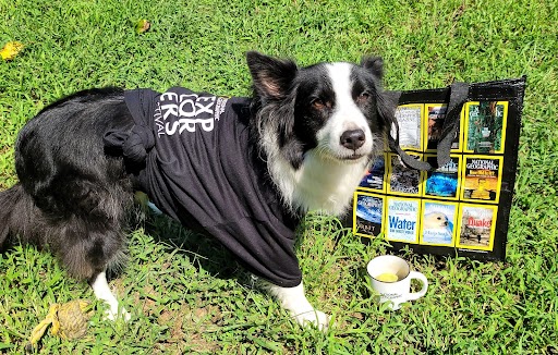 InsideNatGeo's tweet photo. Hendrix is a nine-year-old Border Collie (he'll be 10 in September) whose passion is fetch. 

Though he prefers going after and bringing back balls, he'll settle for sticks or toys. Hendrix also enjoys doing and learning tricks as well as snuggling. https://t.co/KvNZwdEaV5