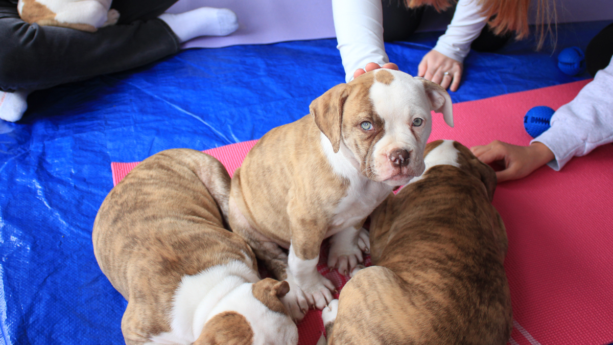 THP_hospital's tweet photo. Happy #InternationalDogDay! πΎ
Hereβs a throwback to when we we invited puppies to give love and warm cuddles to THP staff, patients and visitors during this yearβs #BetterTogetherWeek. π
#NationalDogDay #InternationalDogDay2022 https://t.co/ZDpsVu3dAE