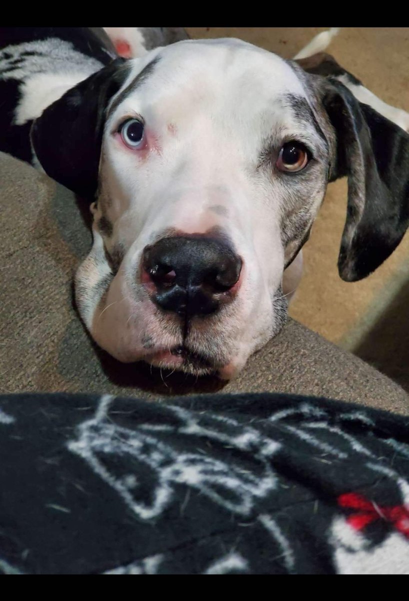 MysticMustang's tweet photo. @NosleepPodcast My old Beast. He's not with me anymore, but his ghost has appeared in one or two of my stories, still drooly and wagging his tail. 🥰🐶 https://t.co/FgjwiBsCXA