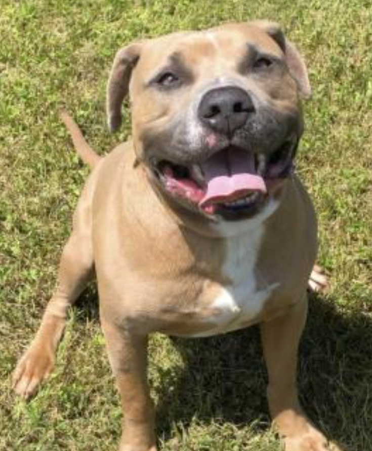 Cooper is ready to get out & about. He's been an awesome guy here. He is high energy but is calm & quiet in the kennel so we would hope he would crate well in a home. We are saying no kids for Cooper. He is a handsome loving boy and hopefully won't be here for long. #adoptme