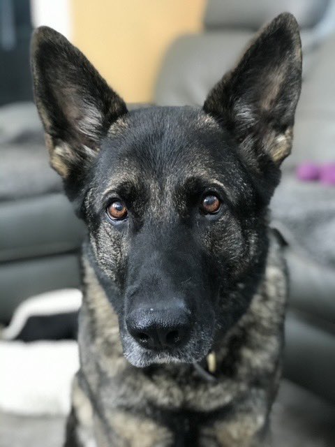 The_NFRSA's tweet photo. On #InternationalDogDay May we please take a moment to acknowledge the amazing work our #ServiceDogs do for our country and communities. 

God bless you all. 

https://t.co/Na2cXJw3iM

#dogs #DogsOnTwitter #dogsoftwitter #PoliceDogs #FireDogs #PrisonDogs #BorderForceDogs https://t.co/R0OhSTwGT2