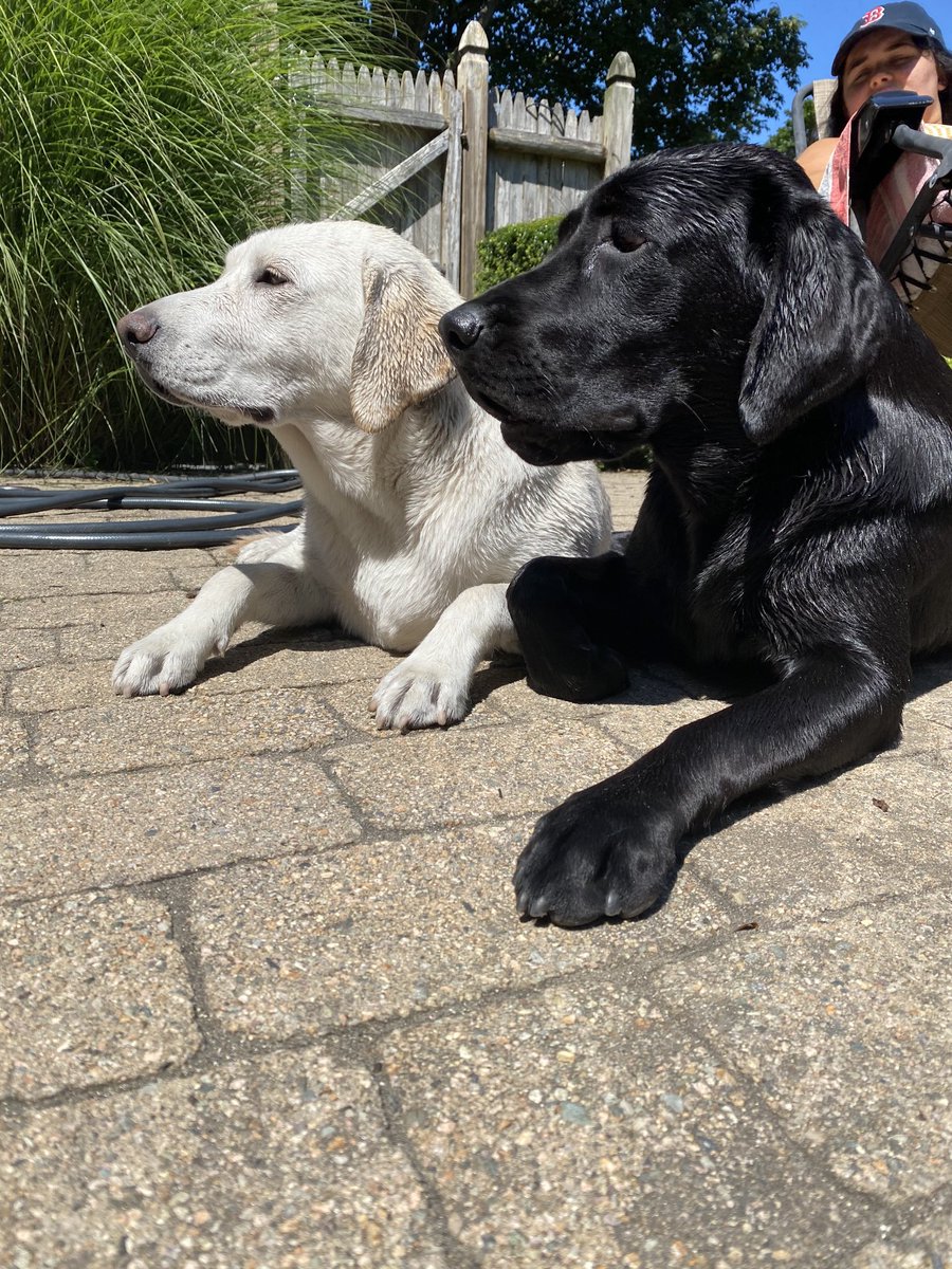 Things are looking up for Lucy &amp; her cousin Willow on #NationalDogDay #BestFriends <a href="/boston25/">Boston 25 News</a> #woof