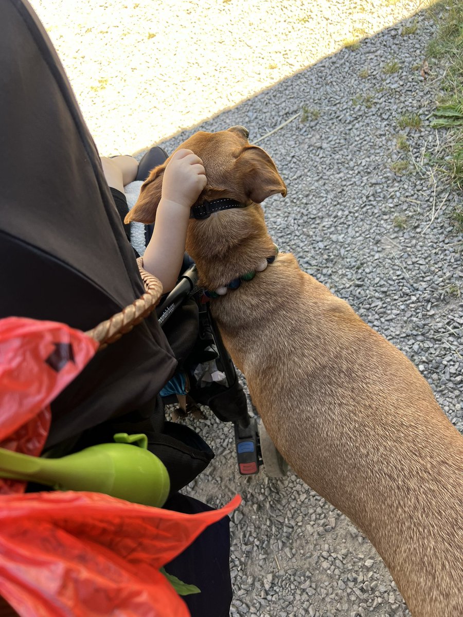 EBanzet's tweet photo. Happy International Dog Day! Especially to our Diplo-dog who is always ready to explore 🇱��🇨🇦🇨🇭🇫🇷🇩🇪 https://t.co/q397FVHYkS