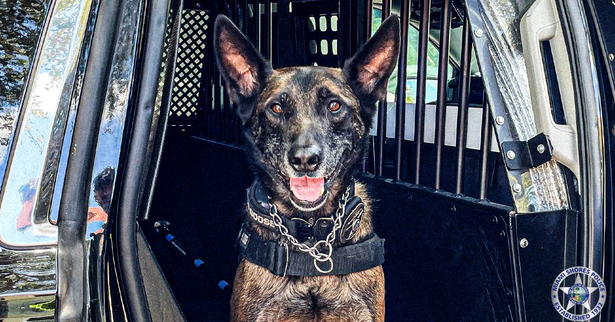 miamishores1932's tweet photo. 🐾 Meet Goose, one of #MSPD's finest. He likes treats, naps, and Puppuccinos.
#InternationalDogDay #NationalDogDay #MiamiShores https://t.co/hn70eCn0RU