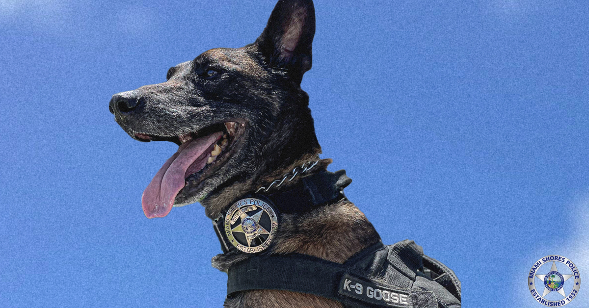 miamishores1932's tweet photo. 🐾 Meet Goose, one of #MSPD's finest. He likes treats, naps, and Puppuccinos.
#InternationalDogDay #NationalDogDay #MiamiShores https://t.co/hn70eCn0RU