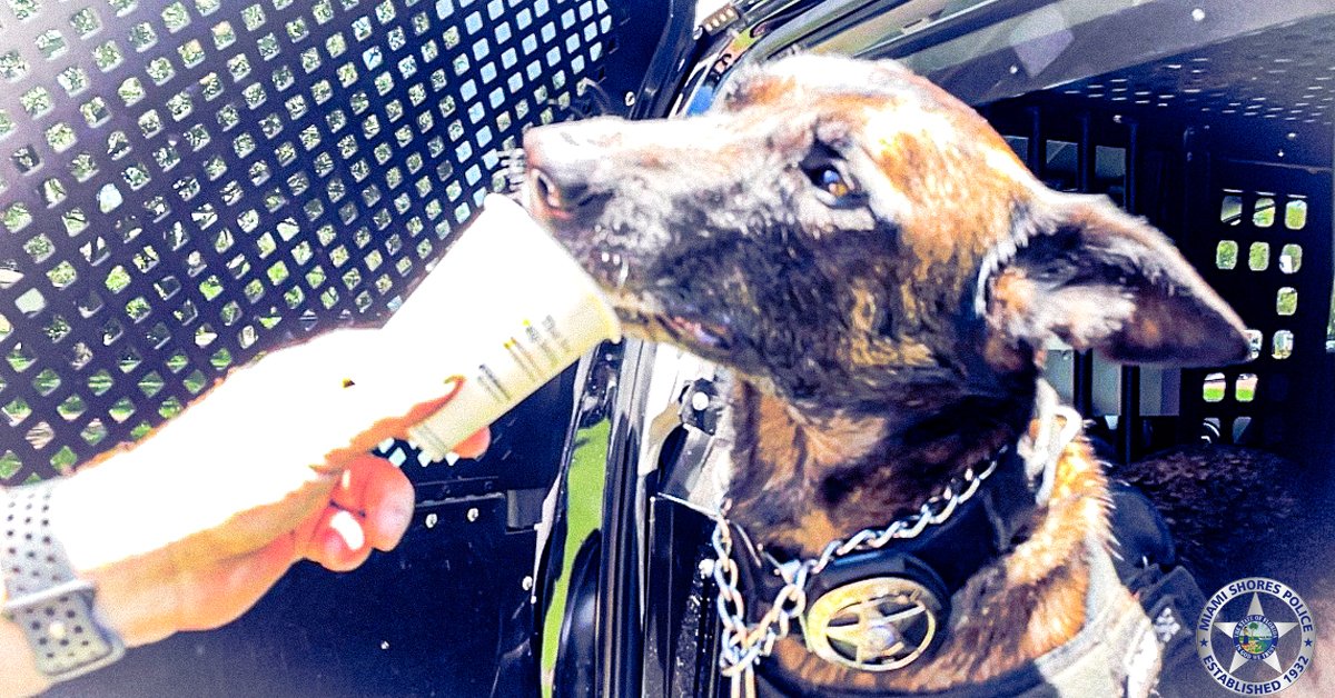 miamishores1932's tweet photo. 🐾 Meet Goose, one of #MSPD's finest. He likes treats, naps, and Puppuccinos.
#InternationalDogDay #NationalDogDay #MiamiShores https://t.co/hn70eCn0RU
