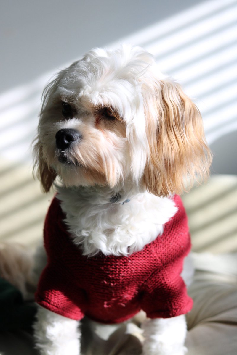 vivisnore's tweet photo. @Northeastern Honey says hi 🍯 https://t.co/PqEQFPxsRo