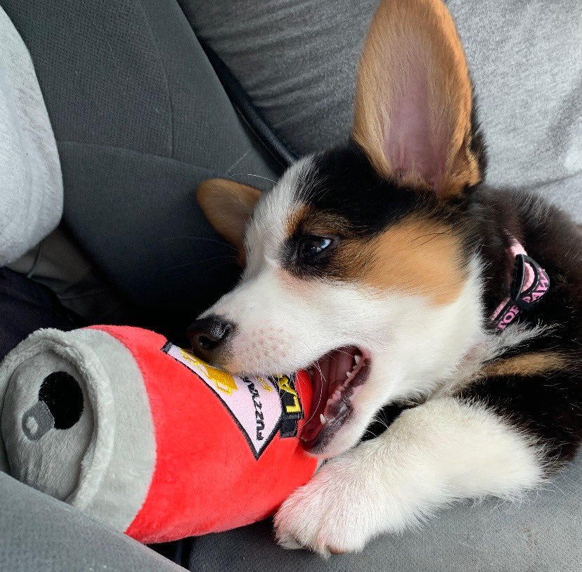 J_mcclure5's tweet photo. @budlight Muffin needs a pup light! https://t.co/fzzBk5cDBn