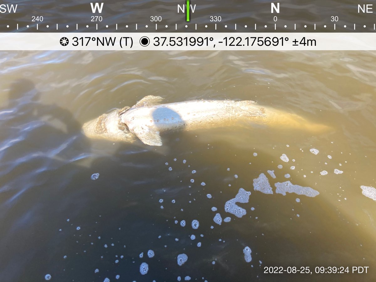 IOnthewater's tweet image. Be on the Lookout- Dead stripers and sturgeon are showing up in San Franciso Bay.  This is one of about 50 fish reported by USGS on Thursday 8/25 near the Dumbarton Bridge.  CDFW reported seeing floaters on the Napa River as well.