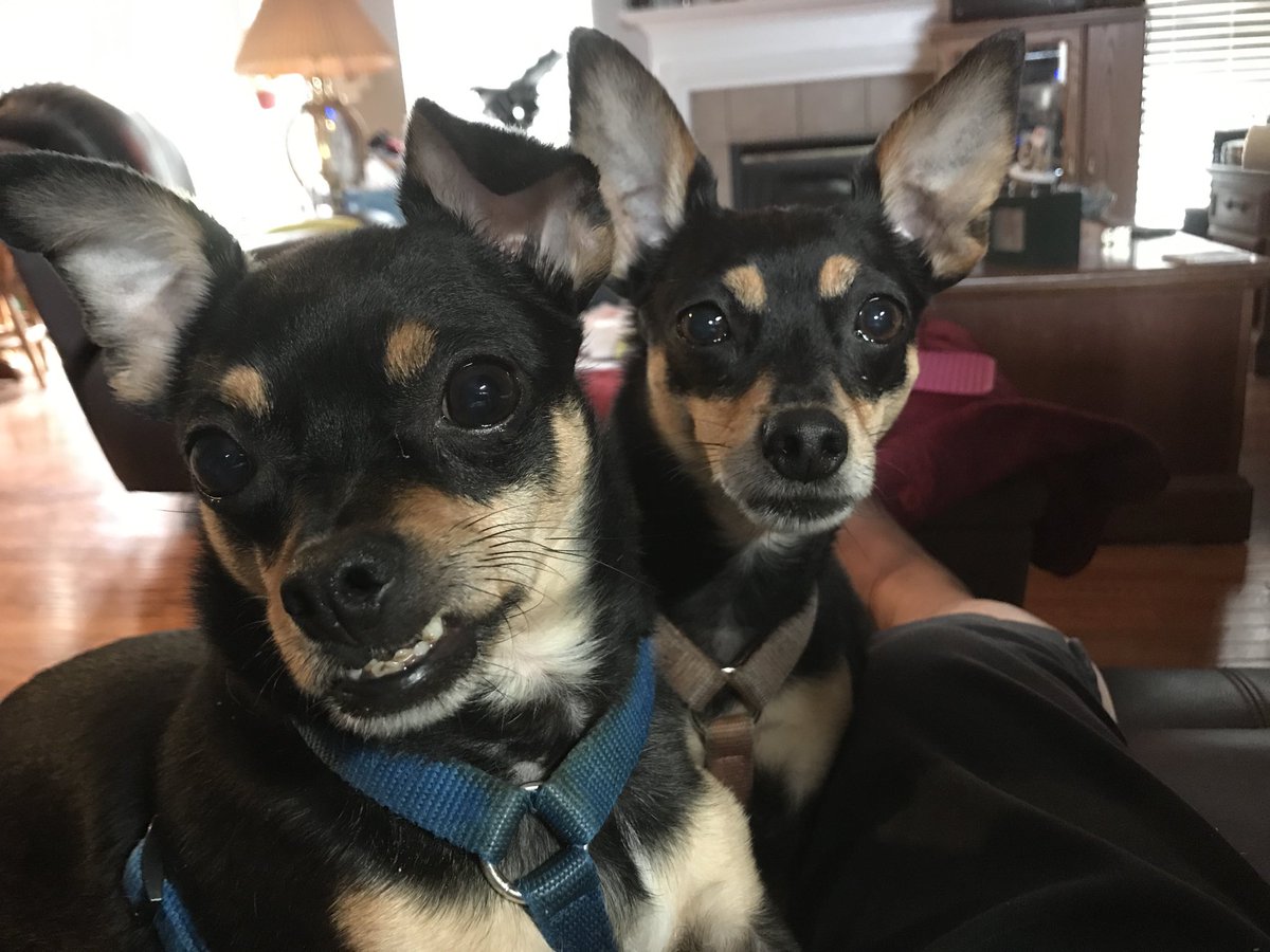 Here’s a picture of Vinny smiling at me and Lela@wondering what I’m doing. Lol