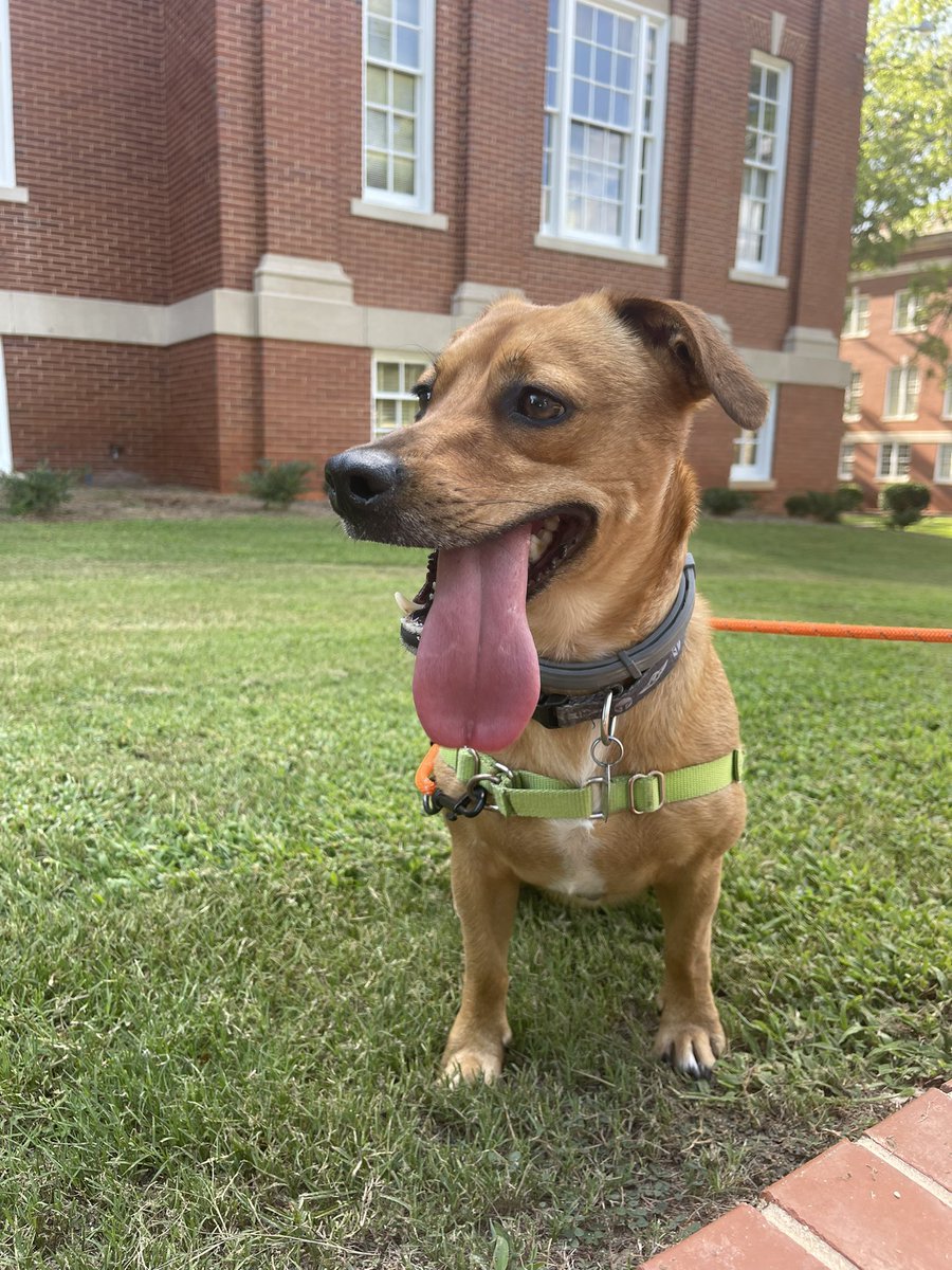 robertherron's tweet image. 🐶 On #NationalDogDay I encourage you find time with your dog to be more physically active!🐾 🐾  

#PhysicalActivity #AdoptDontShop #exercise 

journals.lww.com/acsm-csmr/Full…