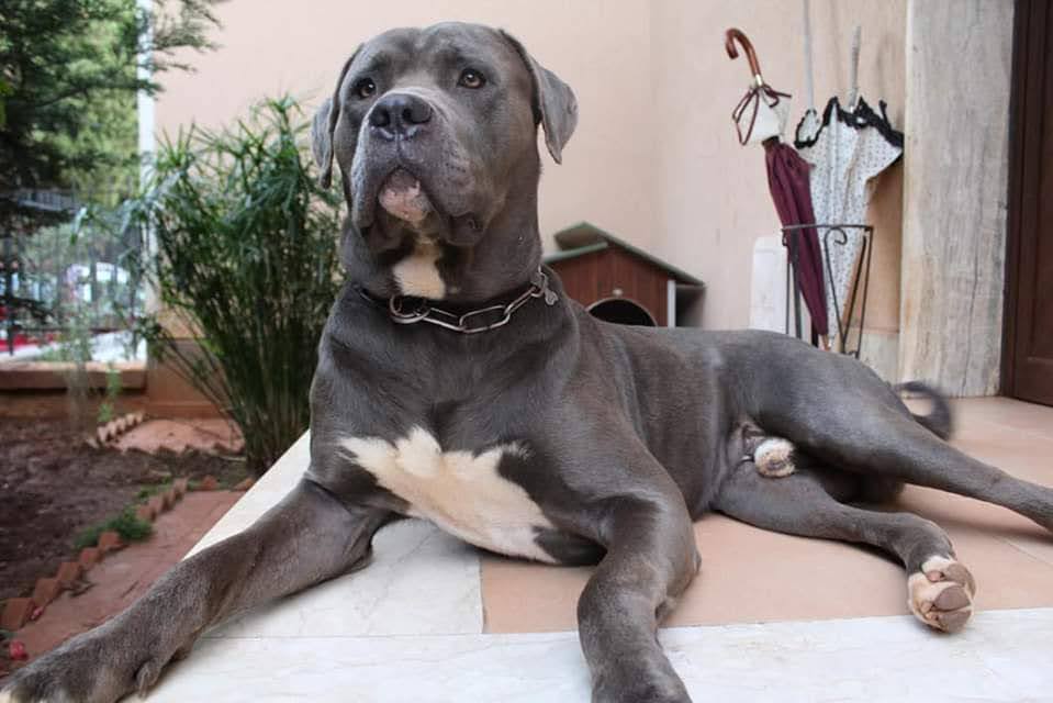 Vmax1970's tweet photo. “Poche cose mi danno un senso di consolante sicurezza come la fedeltà del mio cane.”

#giornatamondialedelcane https://t.co/NBSSqGhE7X