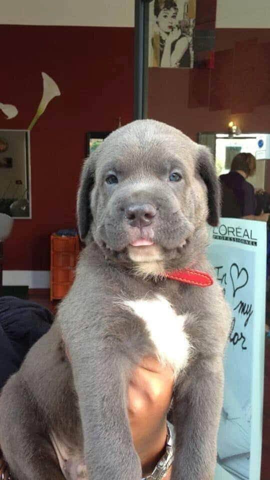 Vmax1970's tweet photo. “Poche cose mi danno un senso di consolante sicurezza come la fedeltà del mio cane.”

#giornatamondialedelcane https://t.co/NBSSqGhE7X
