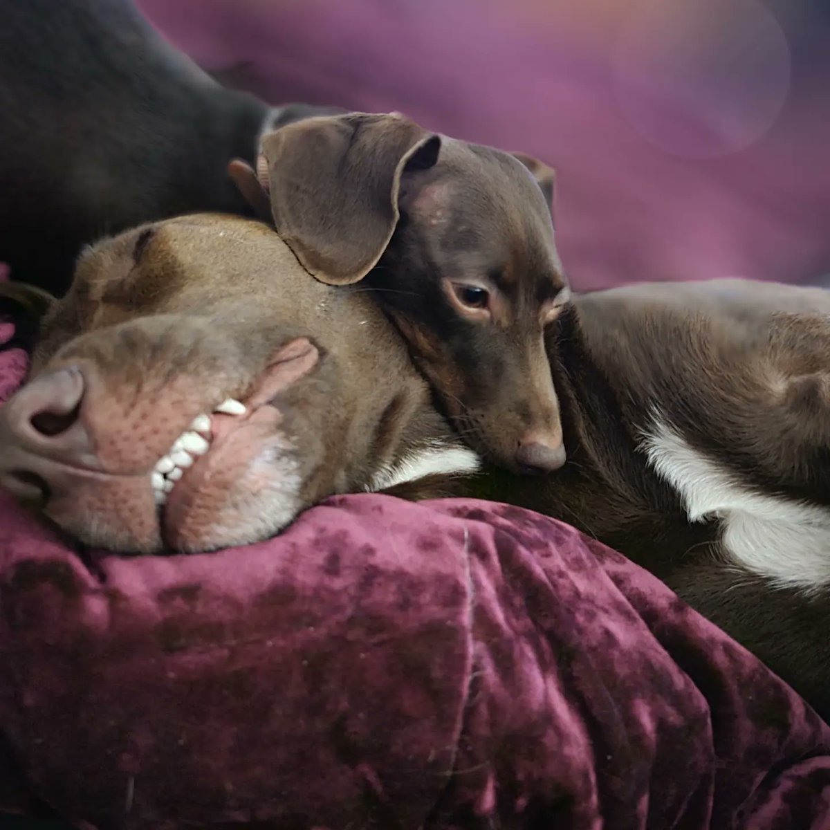 AdaJeanMoody1's tweet photo. Happy #nationdogday to our girls; Coco &amp; Princess. We ❤️ you girls! Show me your furbabies . #nationaldogday2022 #nationaldogday #adoptdontshop #dogs #DogsOnTwitter #furbabies https://t.co/nPTF0MftKV