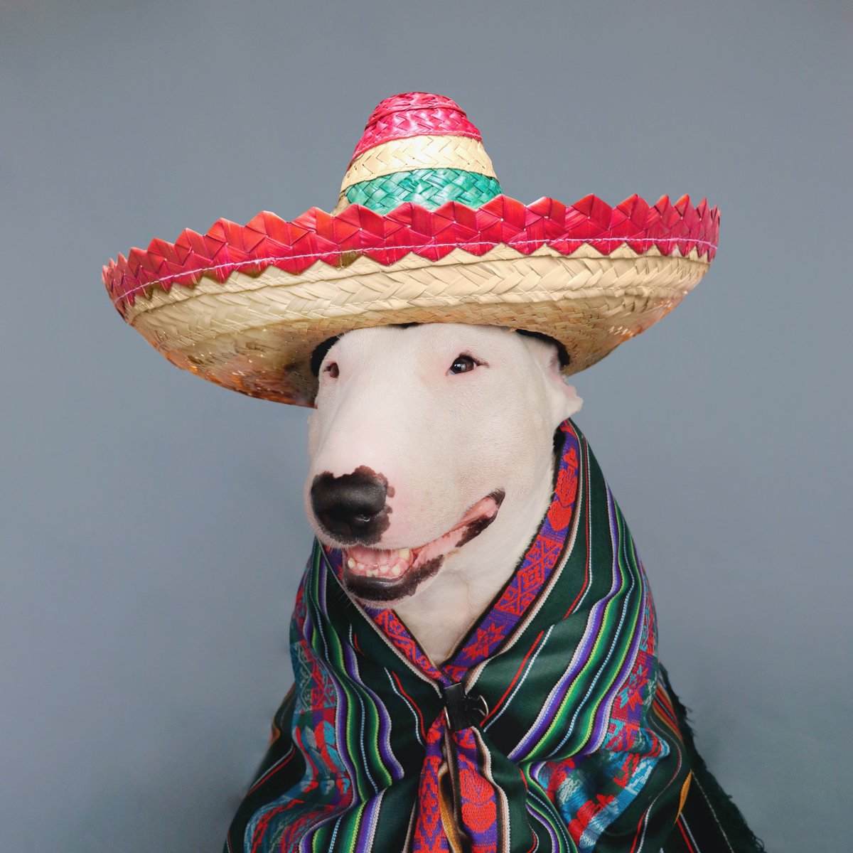 btbrasilia's tweet photo. México
#bullterrierbrasilia #dptobrasiliensebullterrier #bullterrierworld #bullterrier #bullterrierpuppys #bullterrierstandard #cbkc #bullterrierbrasil #englishbullterrier #thebullterrierclub #bullterrierminiature #minibullterrier #minibull https://t.co/pq1HSumEiX