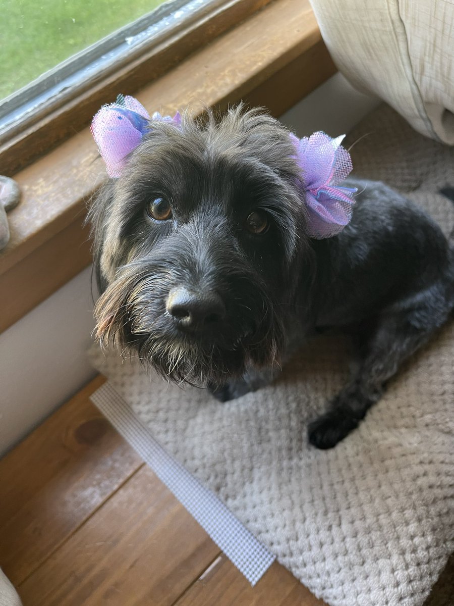 National Dog Day #nationaldogday2022