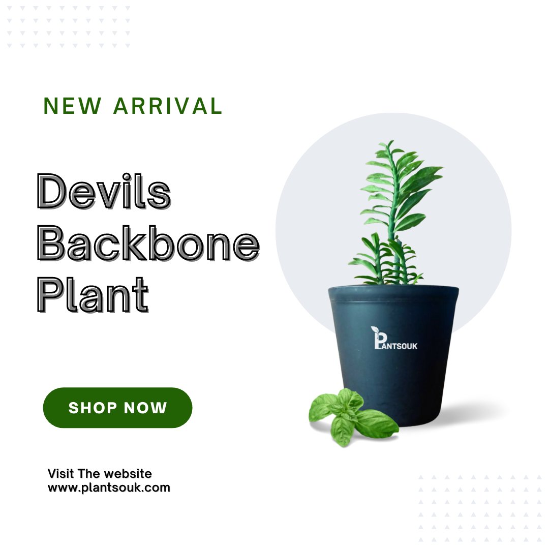 plantsouk's tweet photo. The Devil's Back Bone Dwarf Succulent Plant is an easy to care for plant that is perfect for any indoor space.
.
.
.
.
Buy now- https://t.co/UwlpbHWNlt
.
.
.
#plantsouk #plantstore #newplant #variegatedplant #succulent #cactus #indianplant #buyplant #offersale #plantoffer https://t.co/1djaJxy3bb