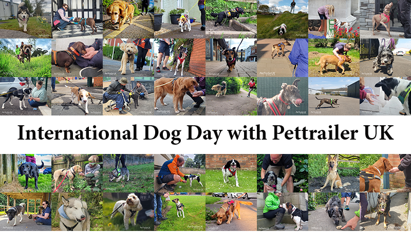 pettraileruk's tweet photo. Celebrating #InternationalDogDay with a few of our trailing teams 🐾
Every day should be a celebration with our dogs!

#dogsoftwitter #FeelGoodFriday @annawebbdogs https://t.co/NjeYb3RZhF