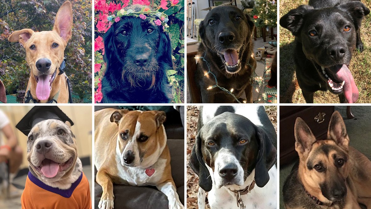 theSCDOR's tweet photo. 🐶 On #NationalDogDay, we salute #teamSCDOR's furriest family members.

To be honest, they’re more concerned with scratches behind the ear than the fair administration of SC’s tax and regulatory laws.

But they think you'd be a great addition to our team: https://t.co/H00TRL92zG https://t.co/9l8cPwU2KL