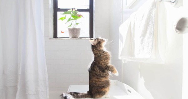 KevinMartelli's tweet photo. Put some extra effort into cultivating the perfect pet-parent lifestyle with these DIY projects. Which is next on your to-do list?

Kevin Martelli, PARKS
Affiliate Broker, Realtor
(615) 358-8468 https://t.co/84u2Es1z3R https://t.co/Oto78PTt6G