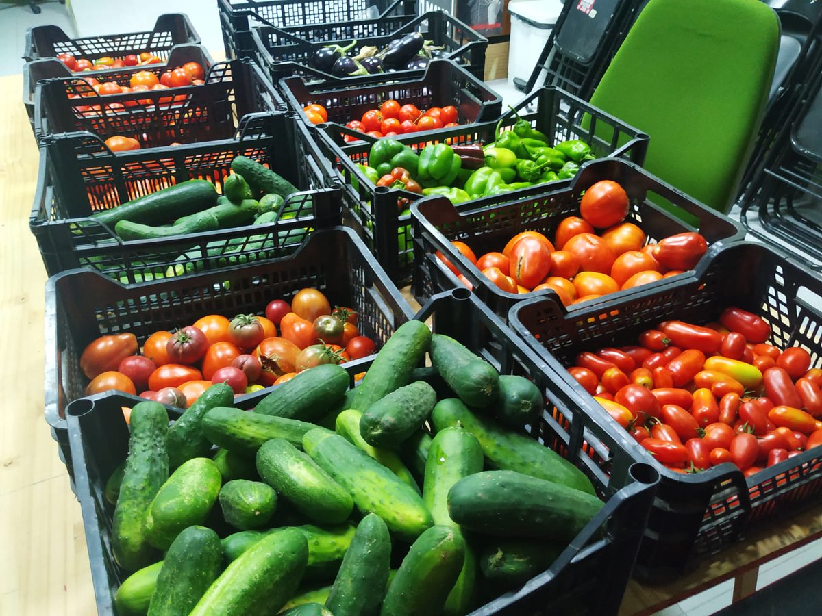 _CNT_AIT_Toledo's tweet photo. La huerta autogestionada en la CNT-AIT de Toledo.🏴

Sin subvenciones ni ayudas!!
Muerte al Estado!
#cntait #grupodeconsumo #huertaautogestionada #huerta #hortalizas #verduras #autogestión #autogestionalimentaria #anarquismo #solidaridad #apoyomutuo #toledo #CNT #AIT #Salud https://t.co/Puou4z5NqF