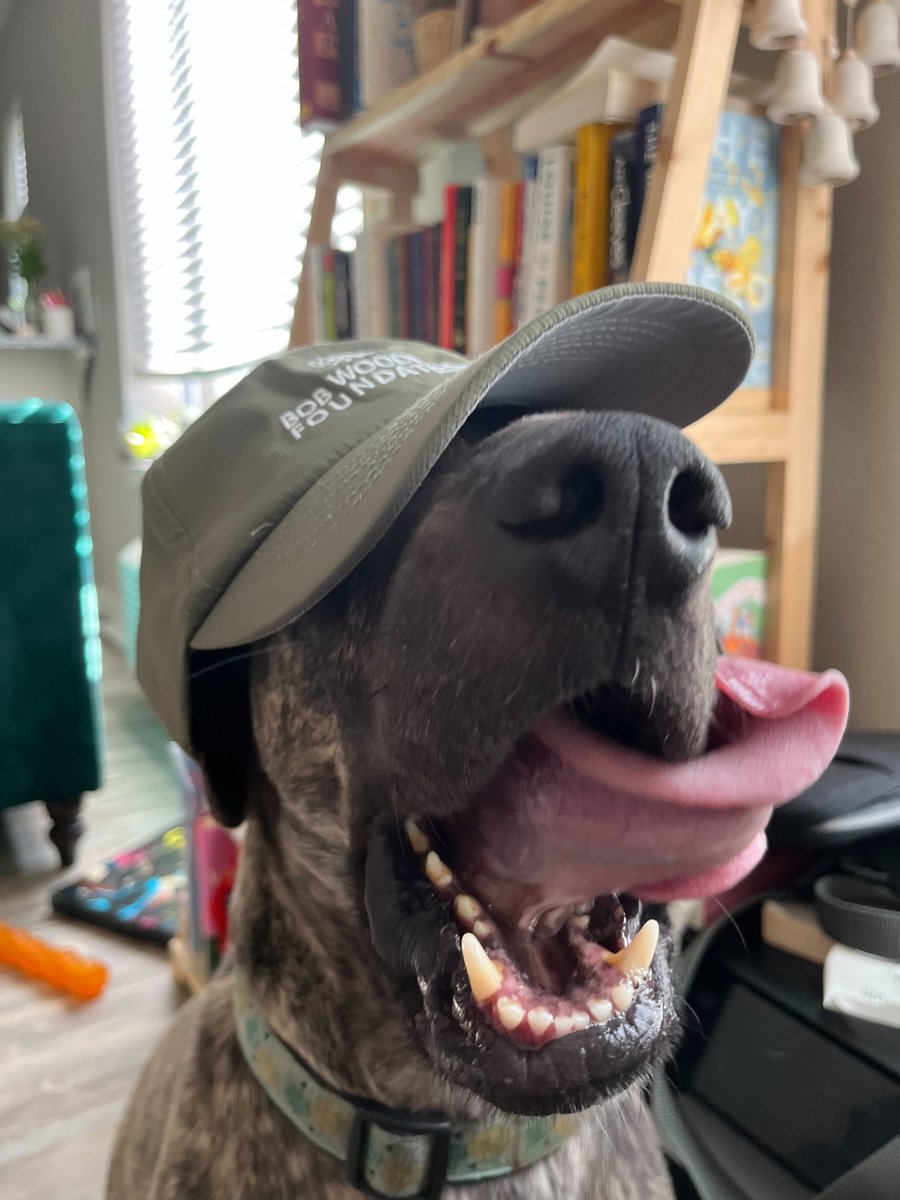 bwforg's tweet photo. A very happy #InternationalDogDay to all the pups, pooches, and dog parents out there! Adopting a service dog is an excellent treatment for #veterans struggling with PTSD, service-related injuries, and mental health. #dogsrule #VetsandPets #GotYour6 @AMDougherty https://t.co/iL6EHBCVXD