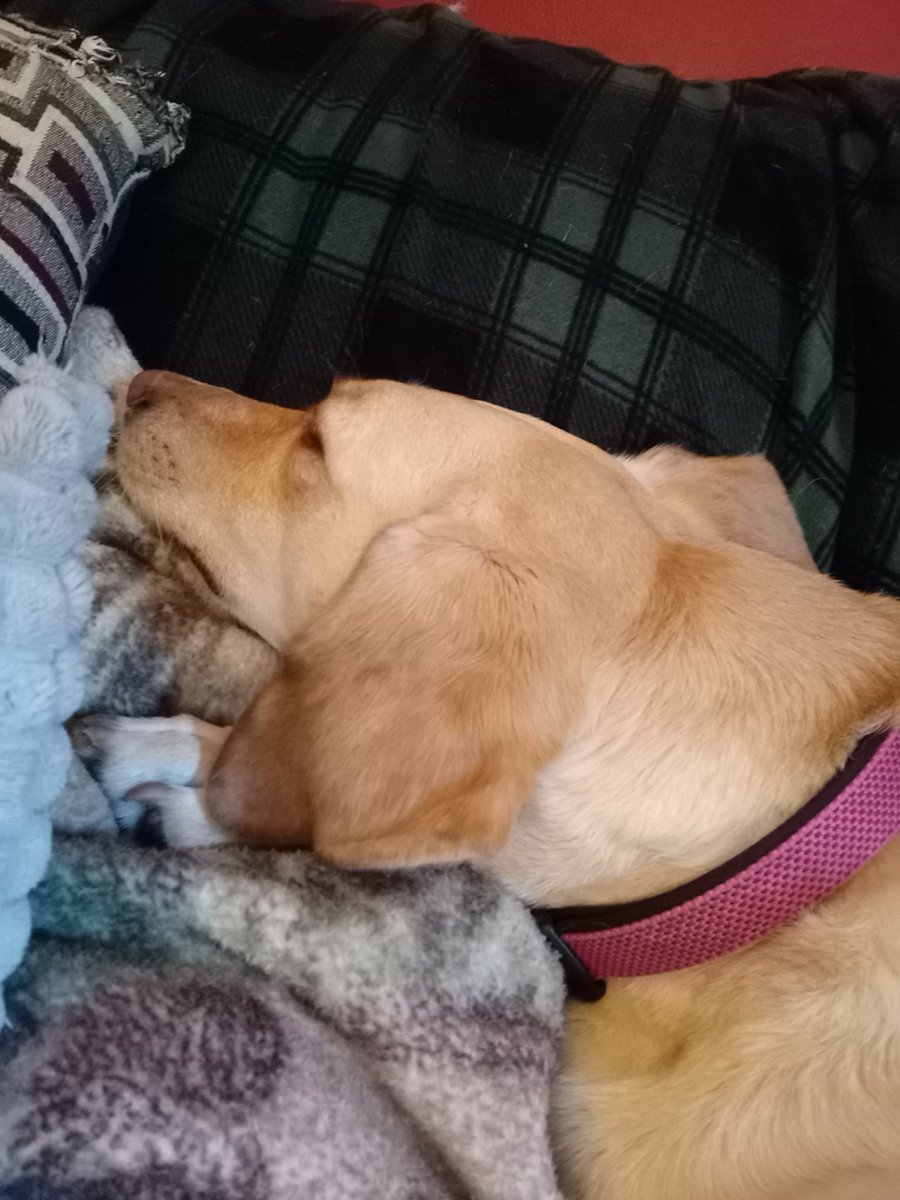 MoogleLuvr88's tweet photo. Happy national dog day to my two sweet puppers!! #RomaTomaBowen #PearlOnionDoggo #rescuedismyfavoritebreed #adoptdontshop #muttsoftwitter #DogsOnTwitter #dogsoftwitter #nationaldogday2022 https://t.co/6OEgWViHjO