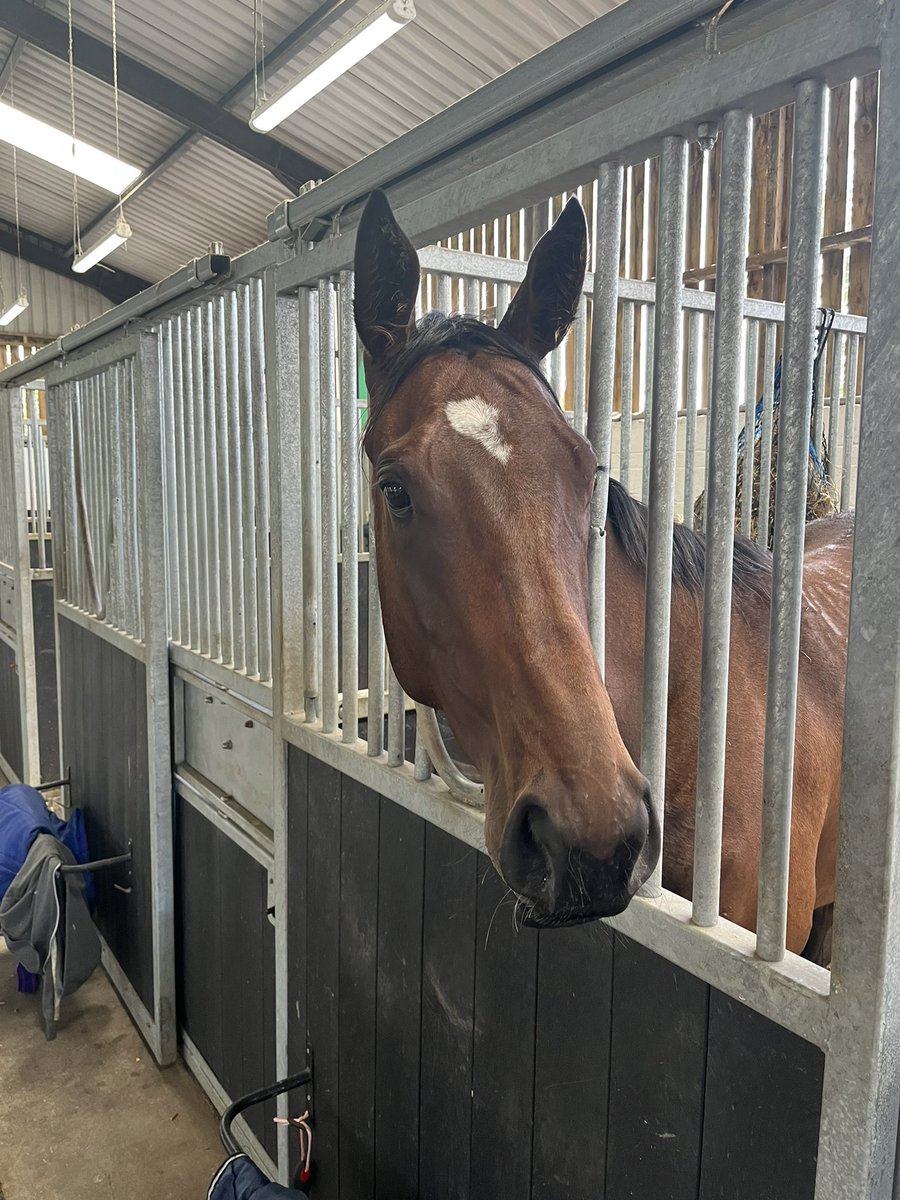 AdamRWragg's tweet photo. Great morning visiting @C_LidsterRacing at @EboracumRacing stables to see Daphne (Step To The Top) and the first of our progeny from Fly To The Top @carlton_stud (Anapurna’s 1/2 sister)
#mukhadram #doyen #thespecialone https://t.co/wbPh6753ZY
